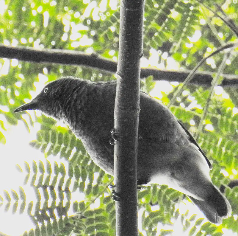 Rarotonga starling