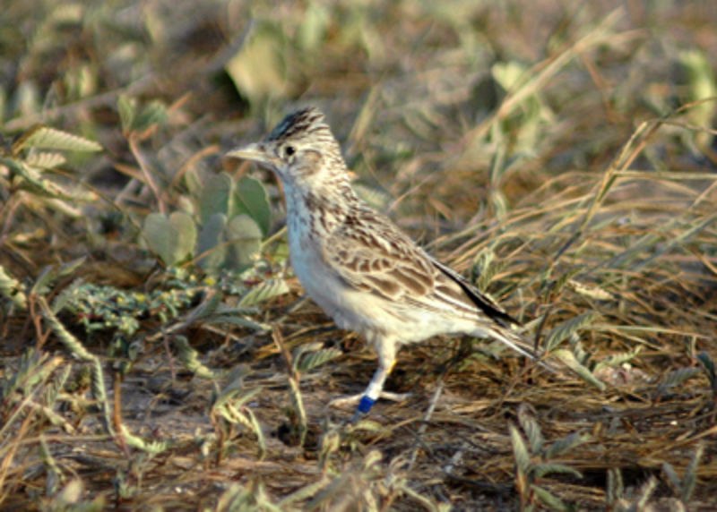 Raso lark