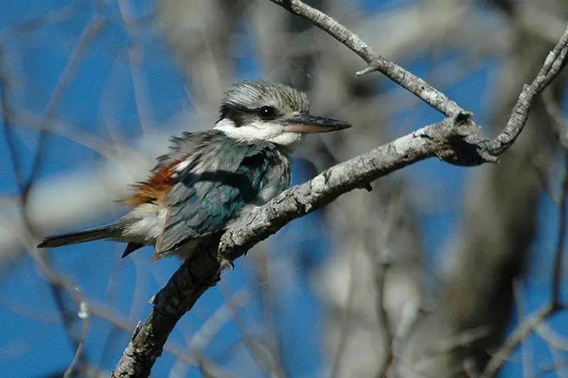 Red-backed kingfisher