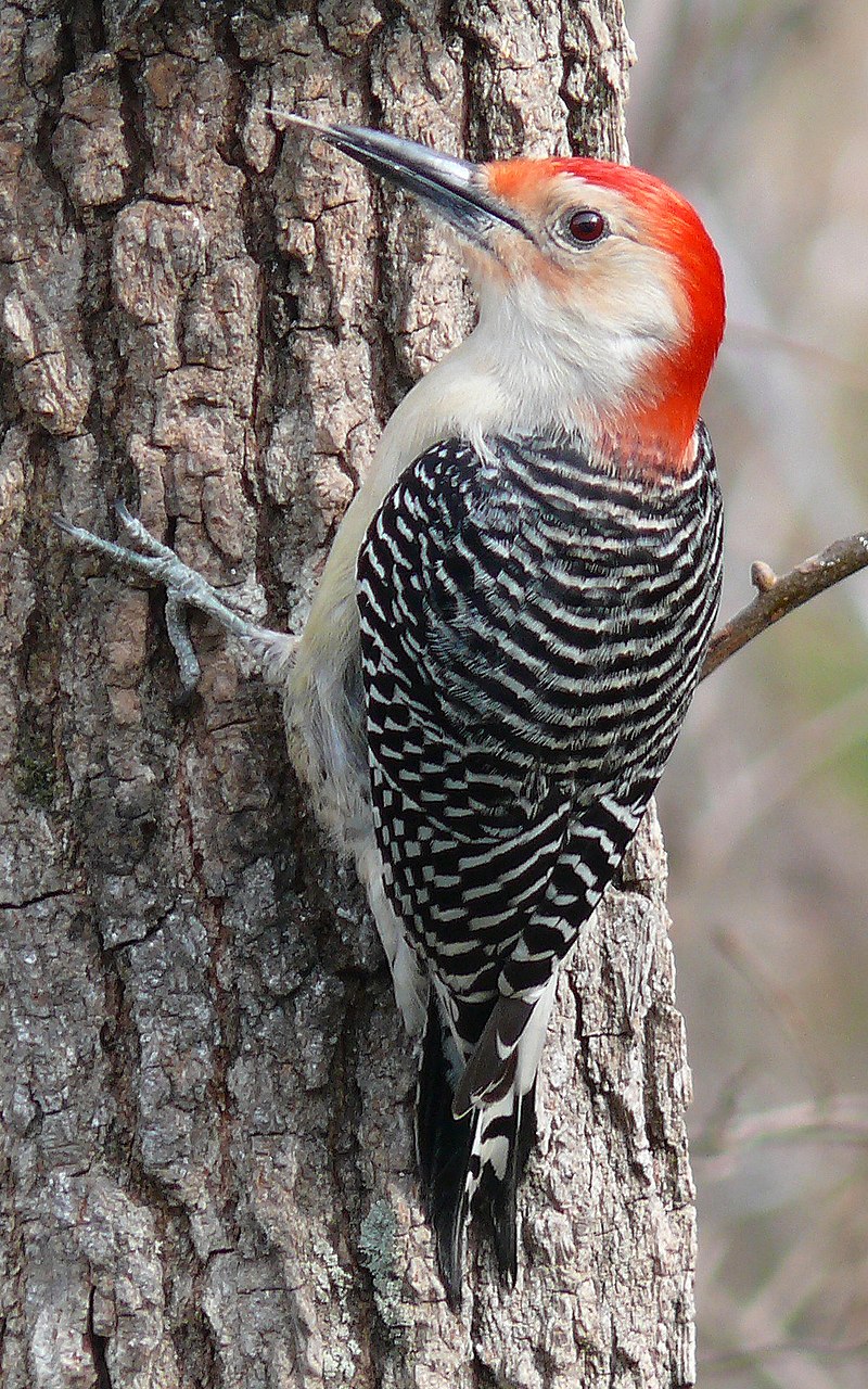 Red-bellied woodpecker