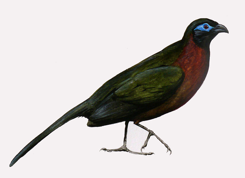 Red-breasted coua