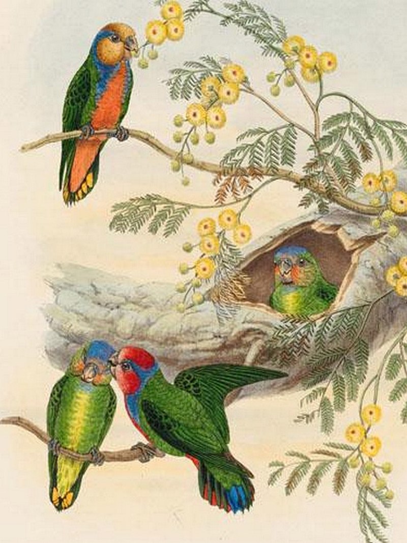 Red-breasted pygmy parrot
