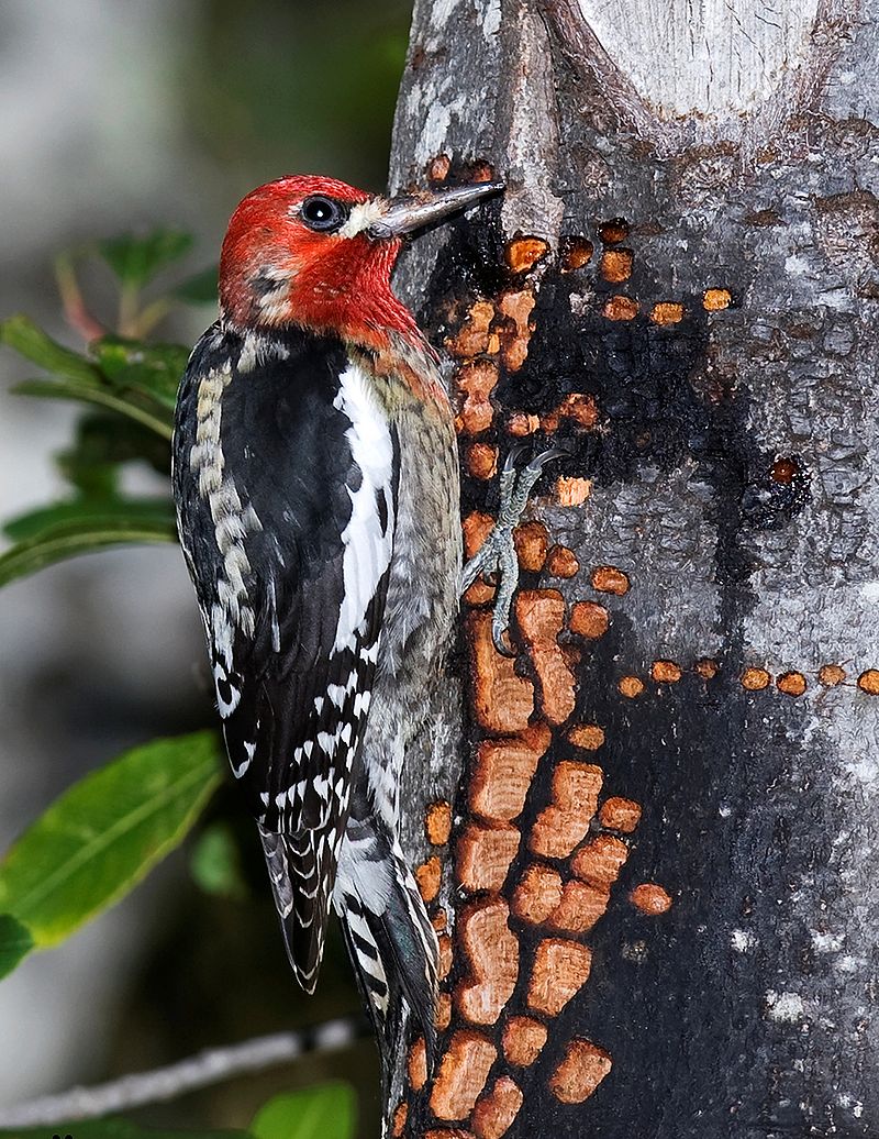 Red-breasted sapsucker