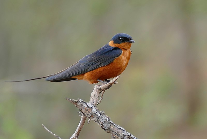 Red-breasted swallow