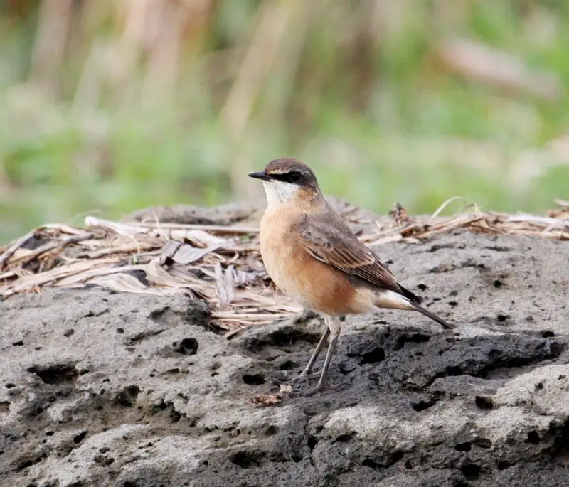 Red-breasted wheatear