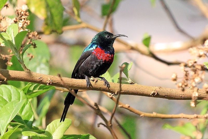 Red-chested sunbird