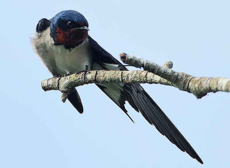 Red-chested swallow