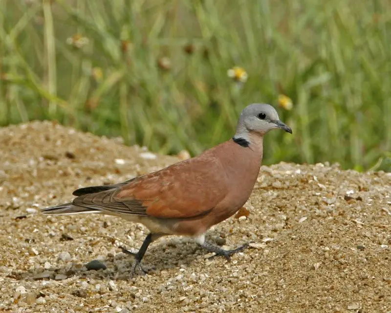 Red collared dove