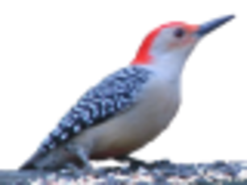 Red-collared woodpecker