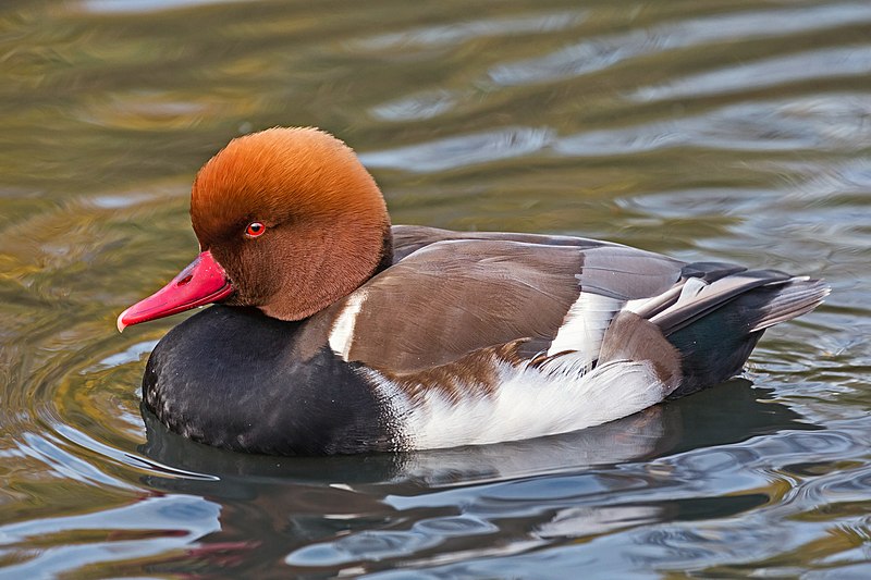 Red-crested pochard