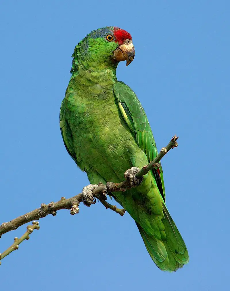 Red-crowned amazon