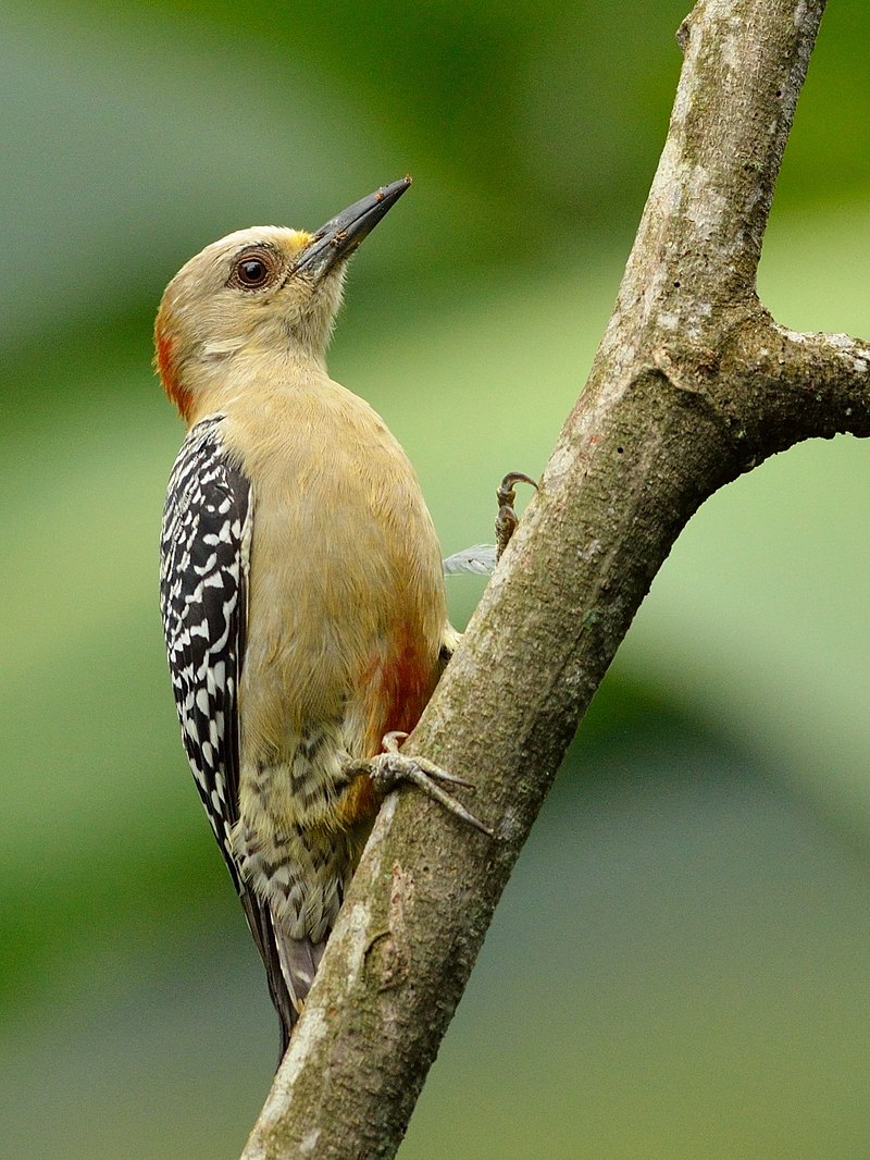 Red-crowned woodpecker