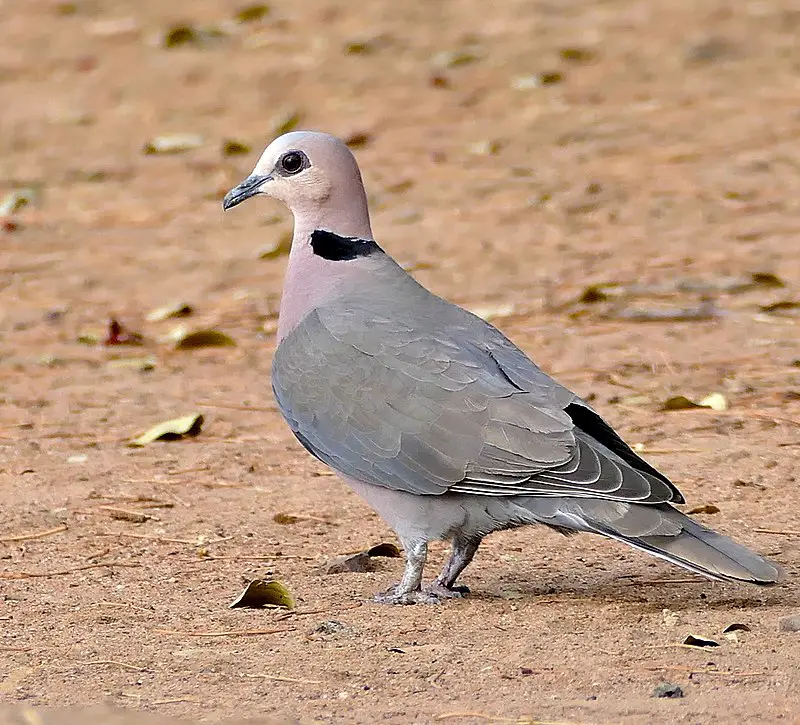 Red-eyed dove