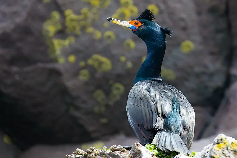 Red-faced cormorant
