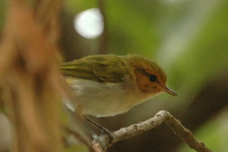Red-faced woodland warbler