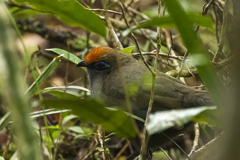 Red-fronted coua