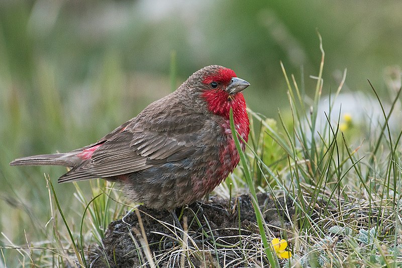 Red-fronted rosefinch