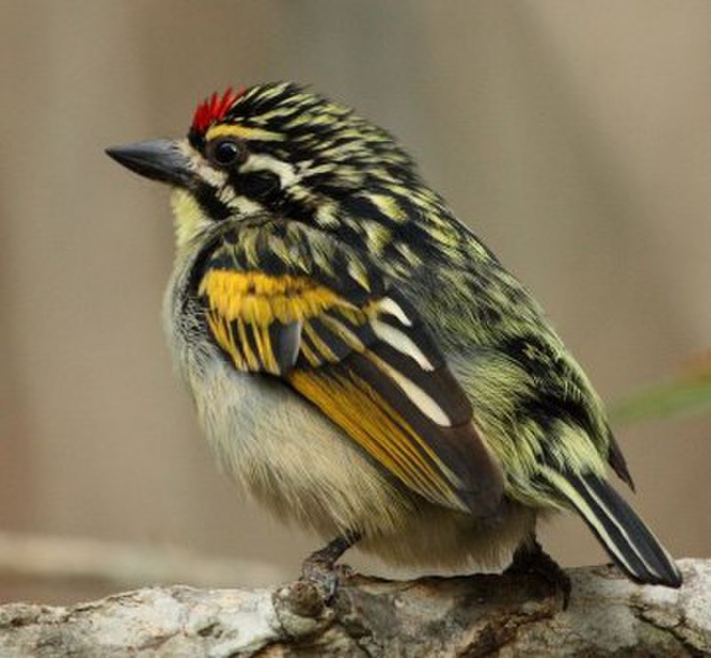 Red-fronted tinkerbird
