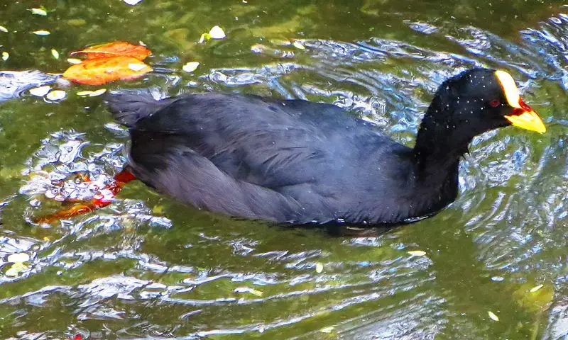 Red-gartered coot