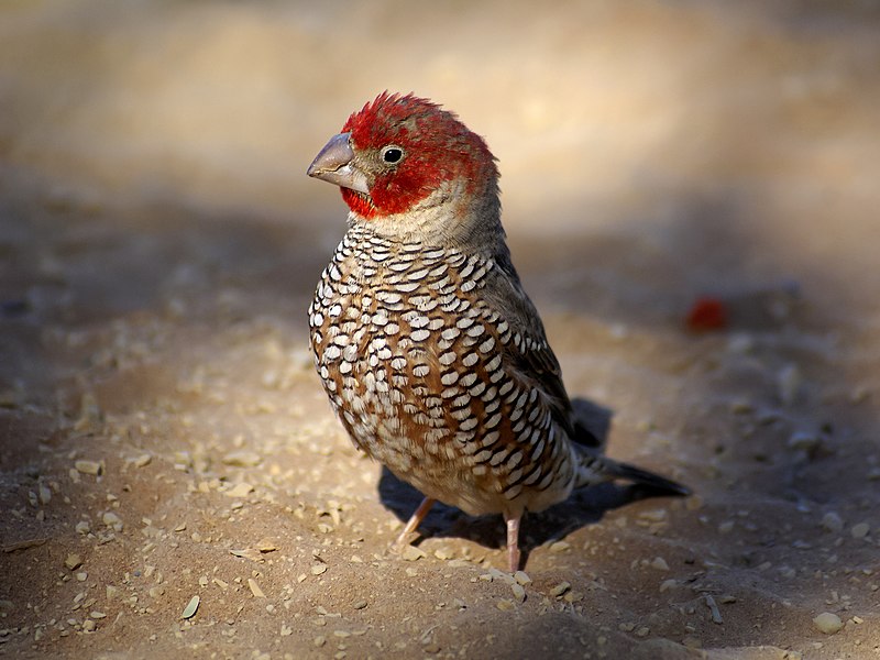 Red-headed finch