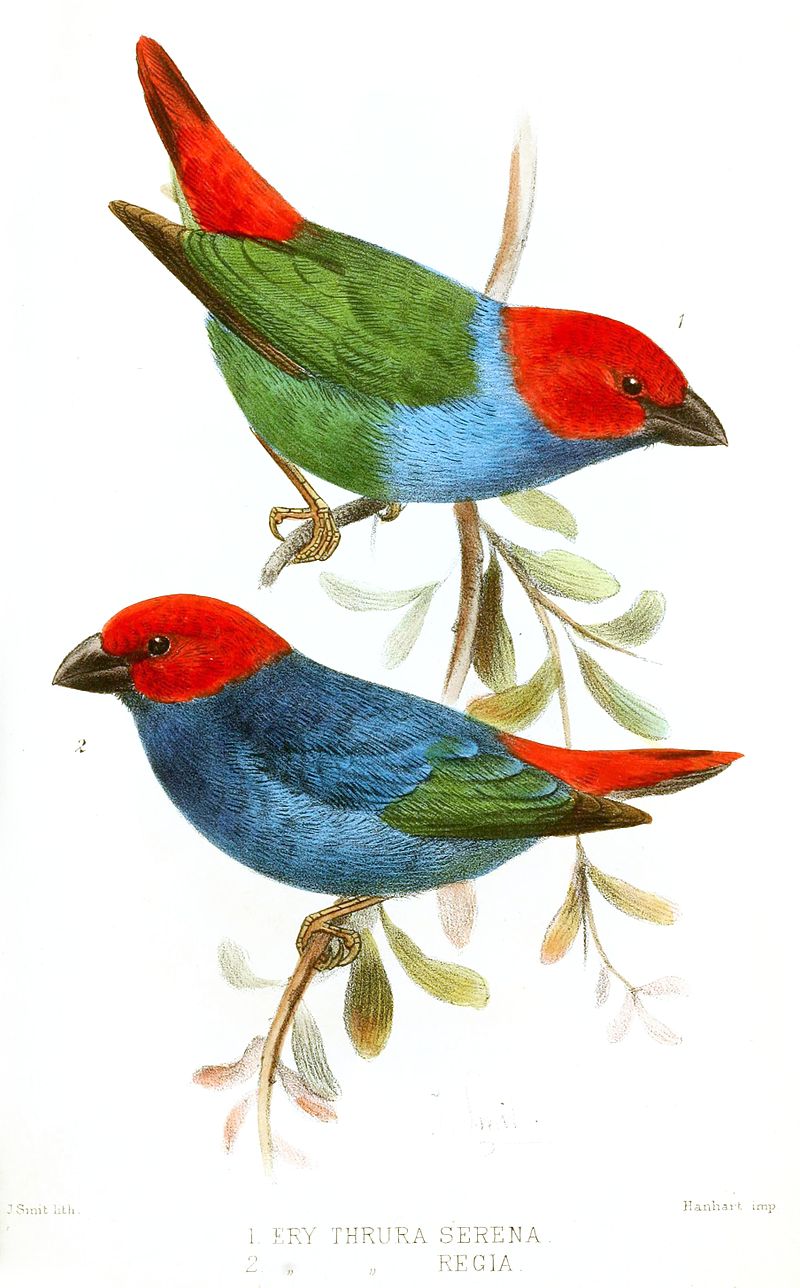 Red-headed parrotfinch