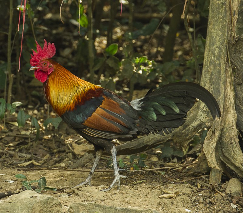 Red junglefowl