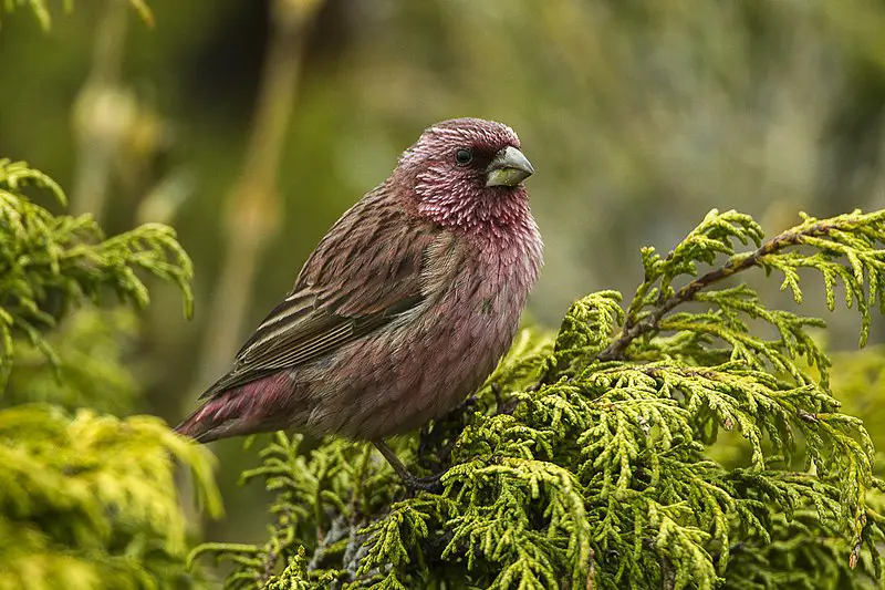 Red-mantled rosefinch