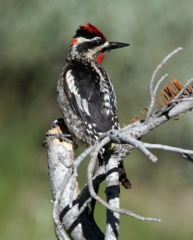 Red-naped sapsucker