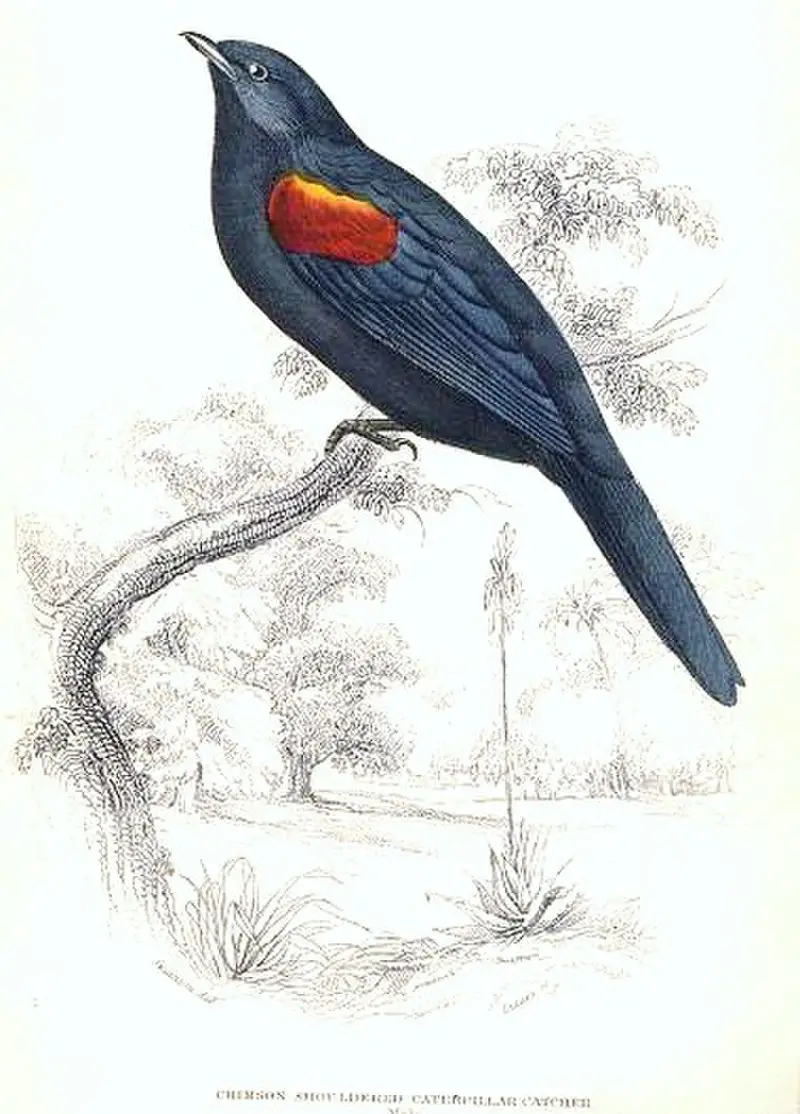 Red-shouldered cuckooshrike