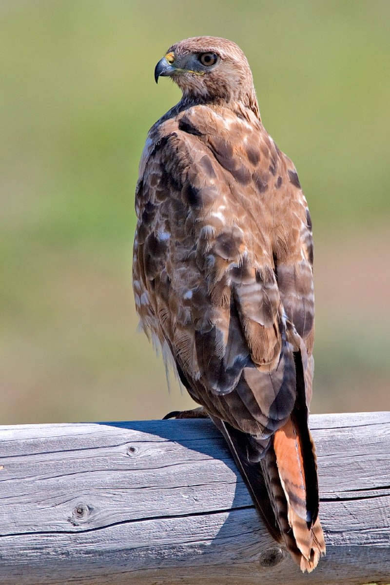 Red-tailed hawk