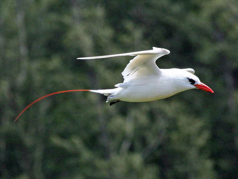 Red-tailed tropicbird