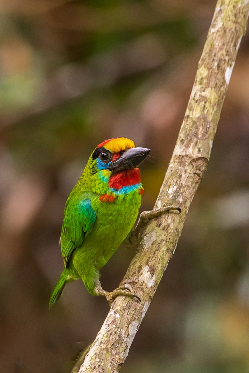 Red-throated barbet