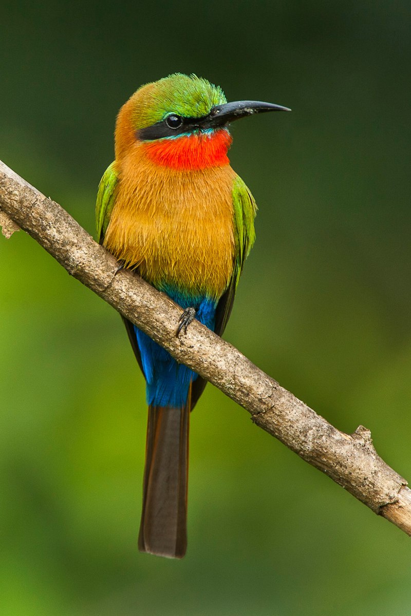 Red-throated bee-eater