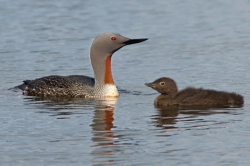 Red-throated loon