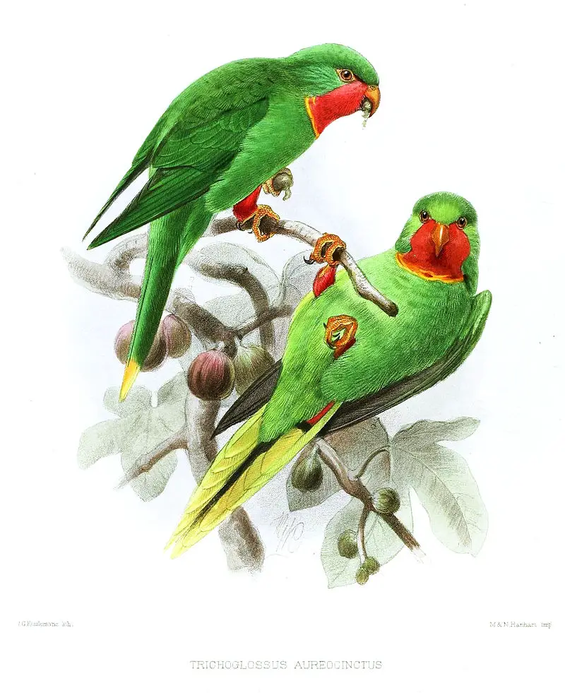 Red-throated lorikeet