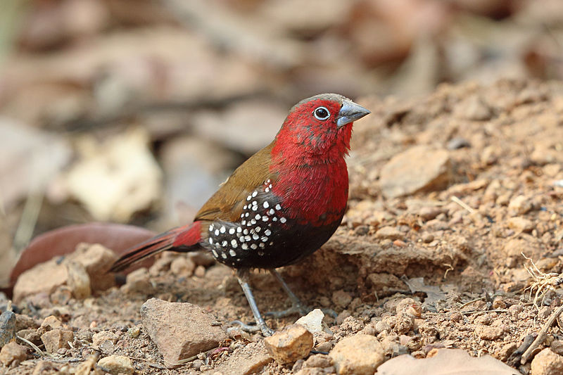 Red-throated twinspot