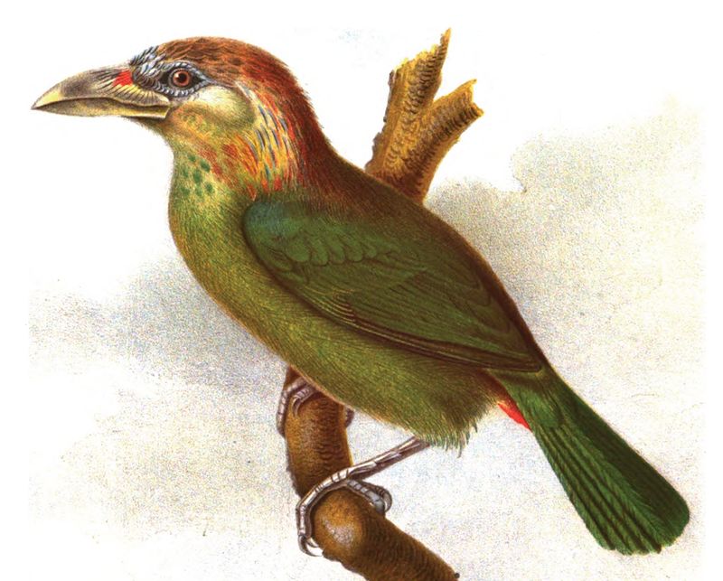 Red-vented barbet