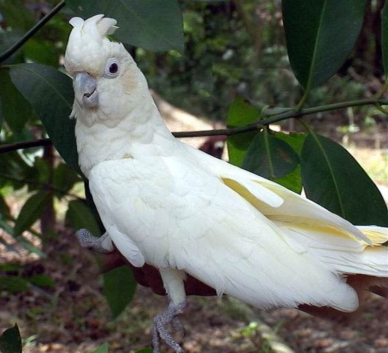Red-vented cockatoo