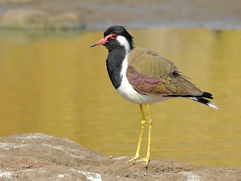 Red-wattled lapwing