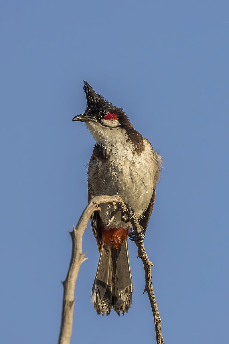 Red-whiskered bulbul