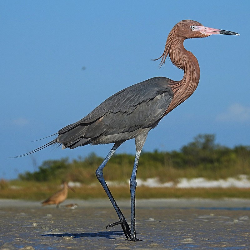 Reddish egret