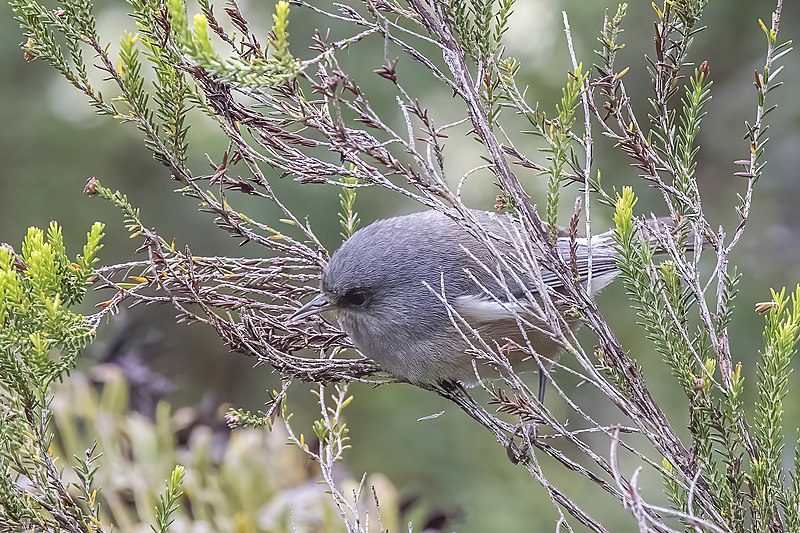 Réunion grey white-eye