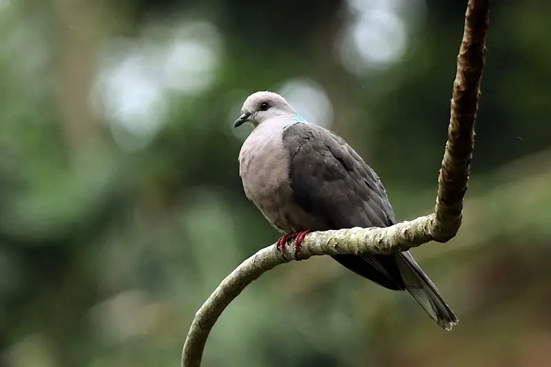 Ring-tailed pigeon