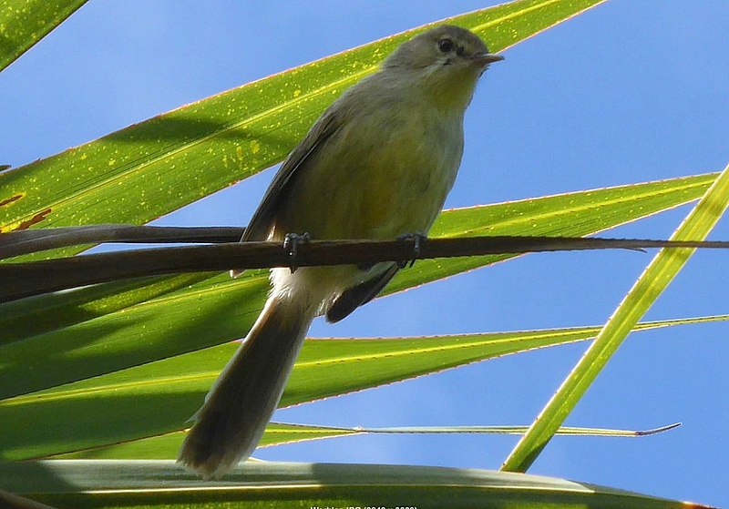 Rodrigues warbler