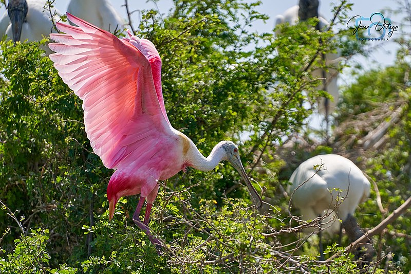 Roseate spoonbill