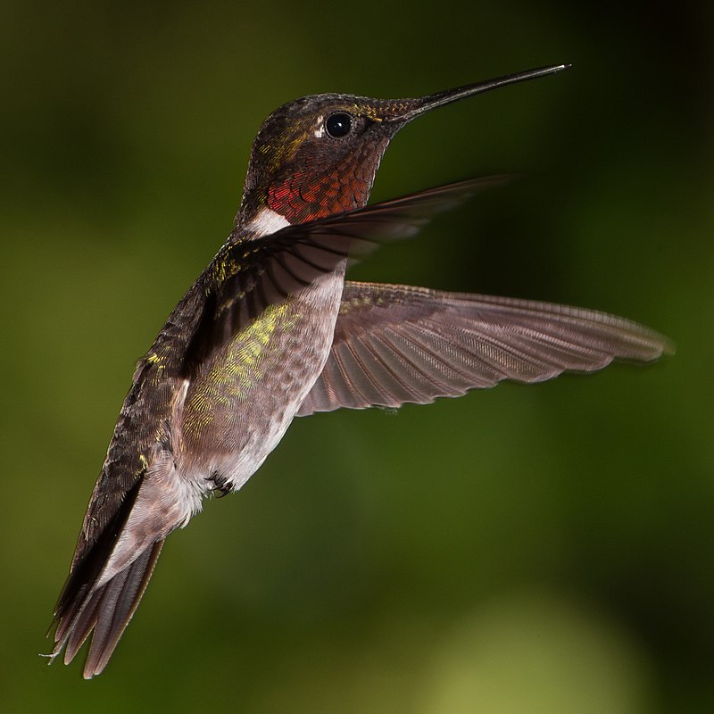 Ruby-throated hummingbird