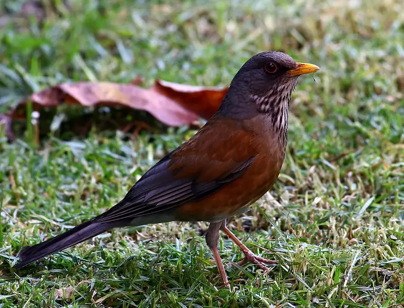 Rufous-backed robin
