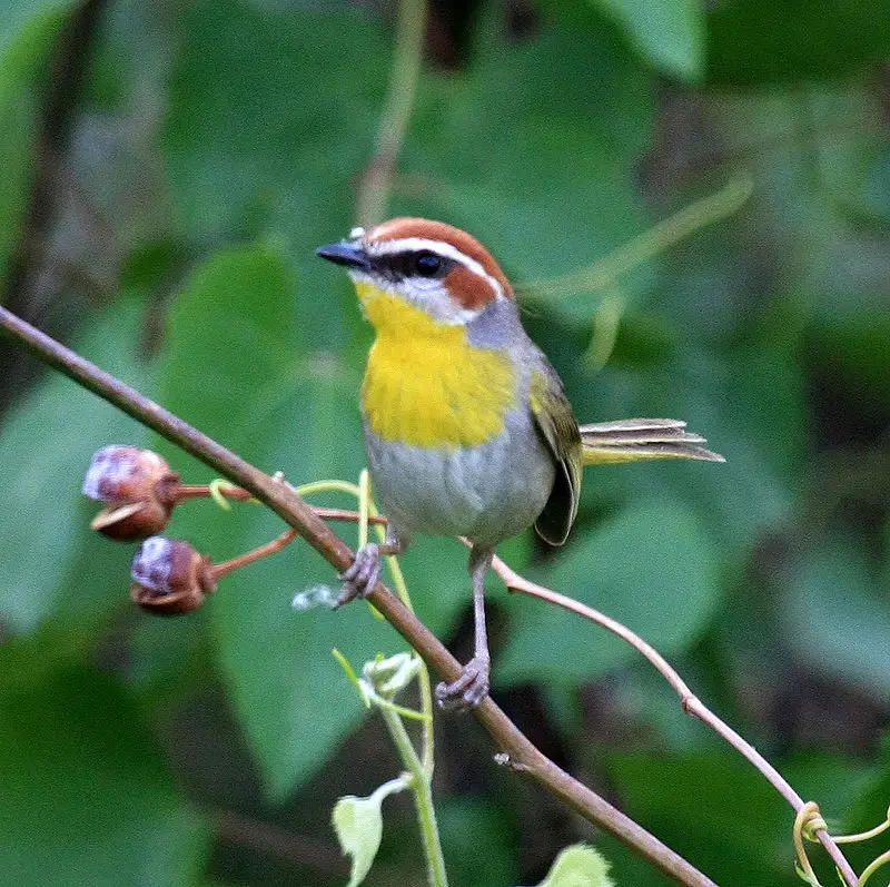 Rufous-capped warbler