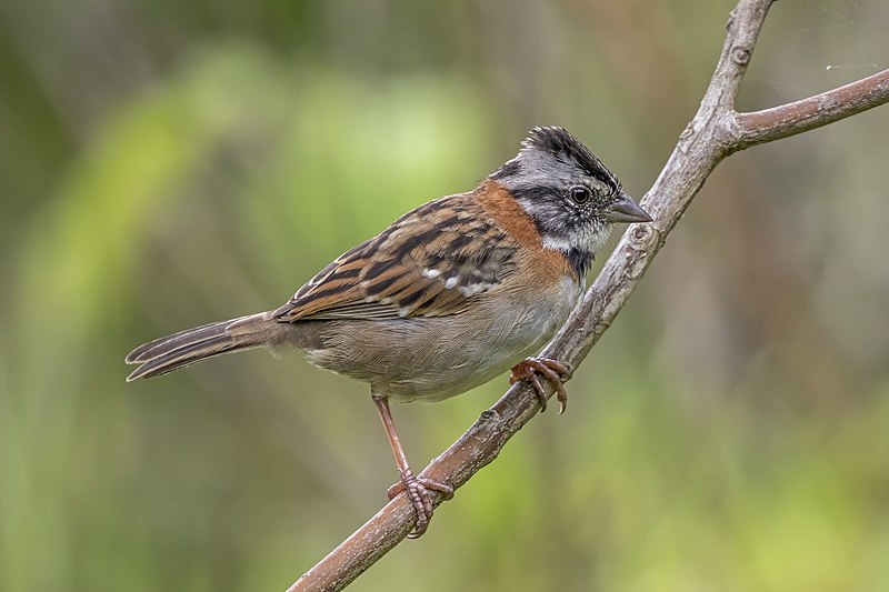 Rufous-collared sparrow