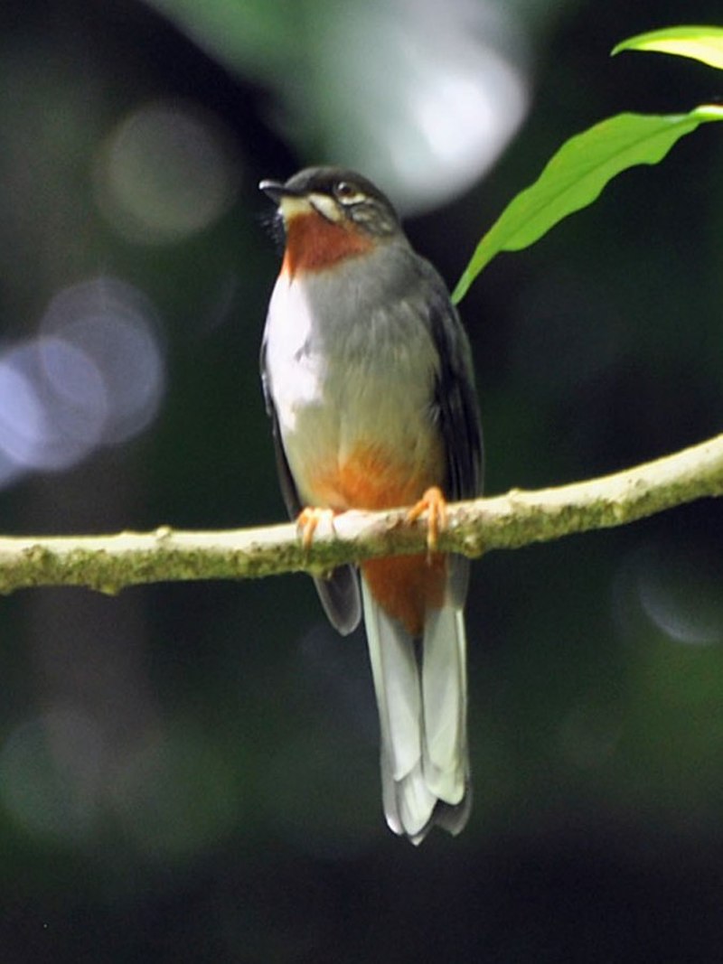 Rufous-throated solitaire
